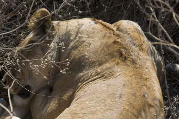 Leona - cráter del Ngorongoro - Tanzania 3.jpg
